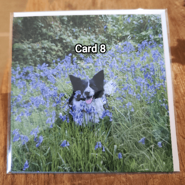 Burrow Farm Gardens Greetings Cards