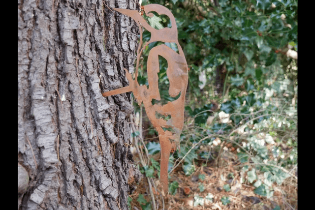 Woodpecker Bird Tree Spike