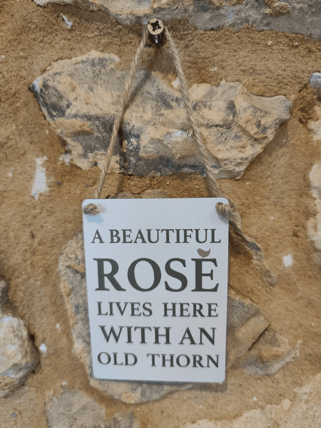 A Beautiful Rose 